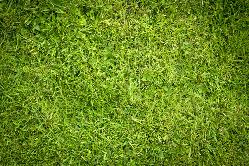 Freshly cut grass detail-1